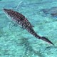 Човен на радіокеруванні SHT 3712-3A Mosasaurus 2.4G Grey